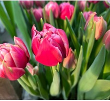 Тюльпаны Бело-Розовые пионовидные